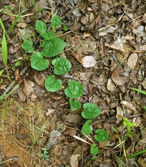Aristolochia heppii (Aristolochia heppii)