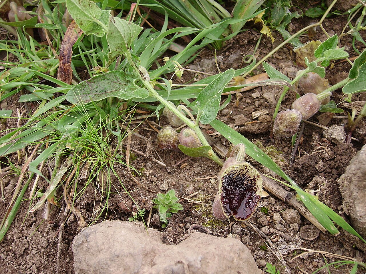 Aristolochia hirta: Aristolochia hirta (Aristolochiaceae) on Lesbos