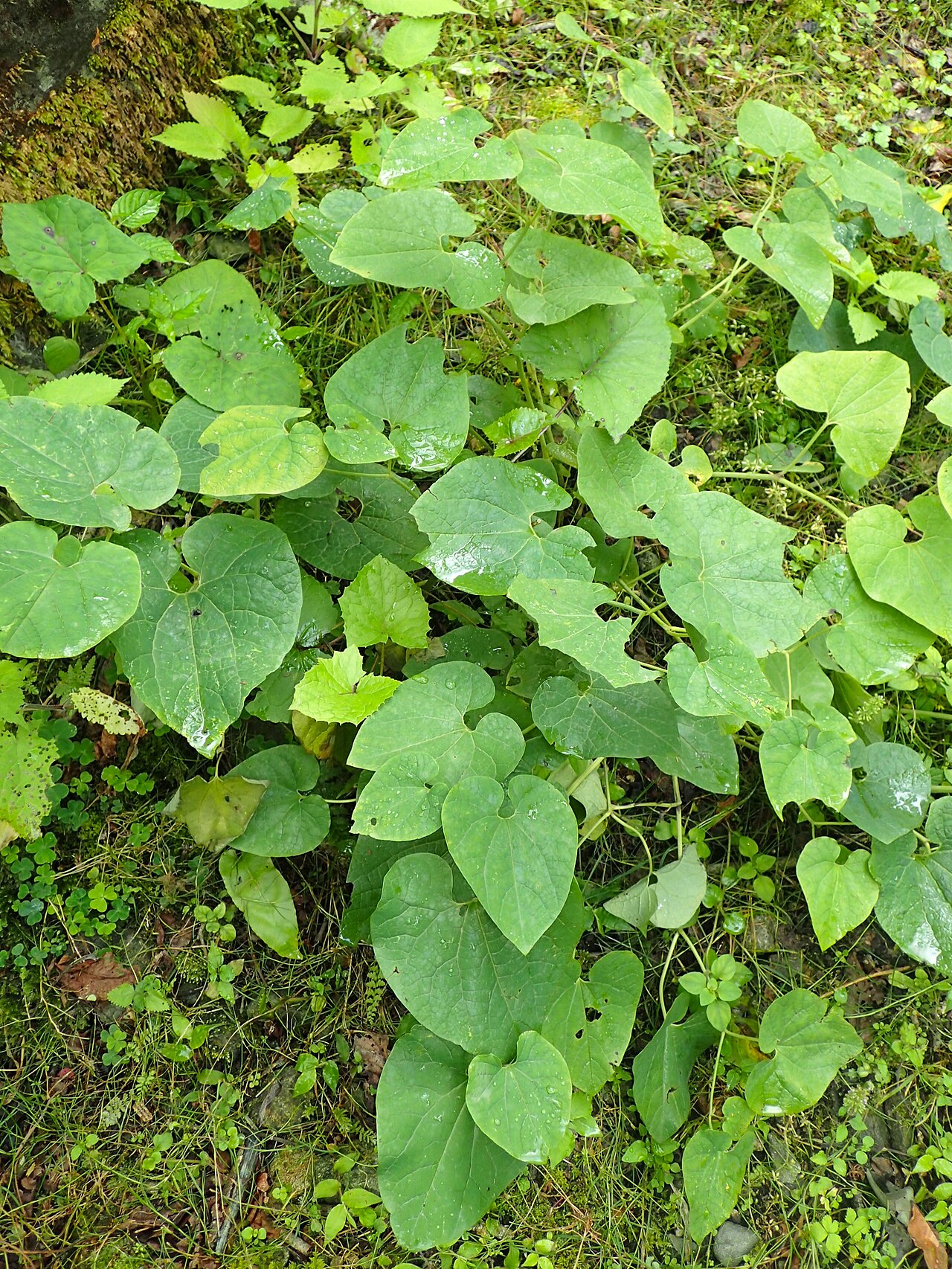 Aristolochia iberica: Aristolochia iberica in Chakvistavi in Mtirala National Park, Georgia