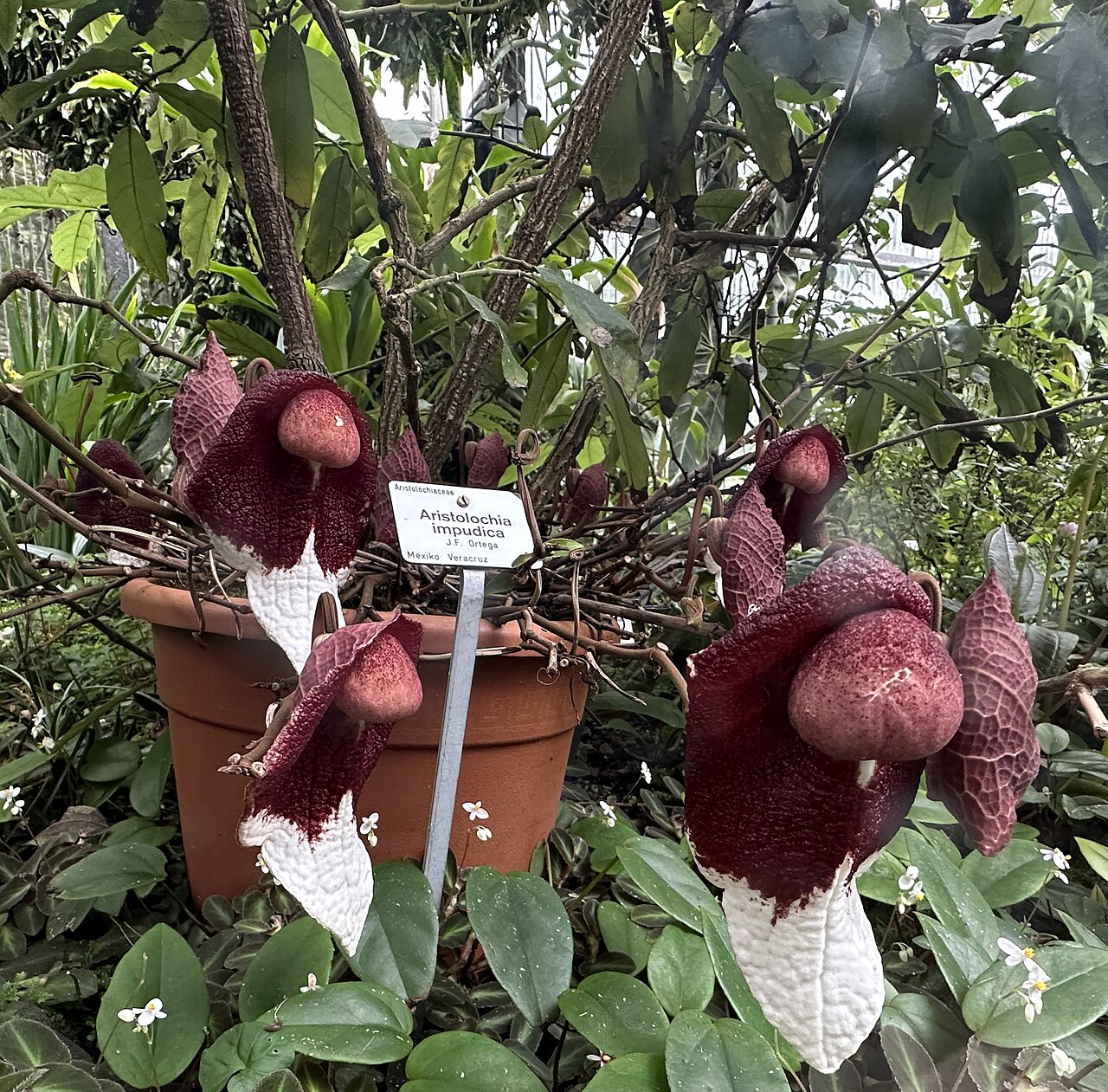Aristolochia impudica: Aristolochia impudica im Botanischen Garten Dresden