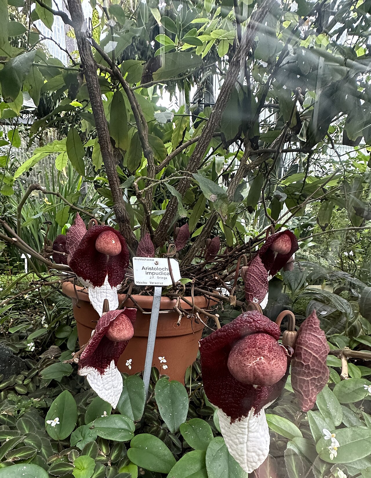 Aristolochia impudica: Aristolochia impudica im Botanischen Garten Dresden