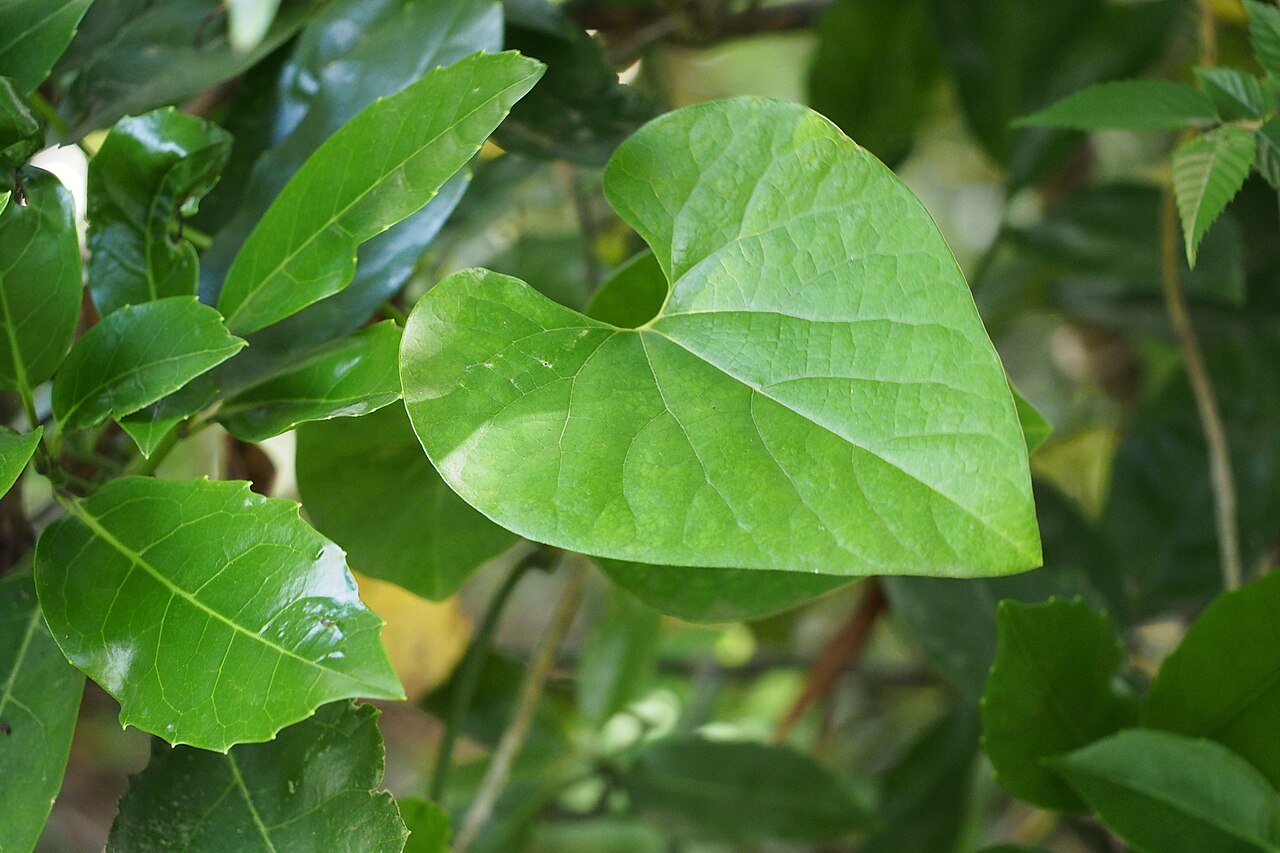 Aristolochia kaempferi: Kaempfer Dutchman's Pipe (Aristolochia kaempferi). Species of plant.
