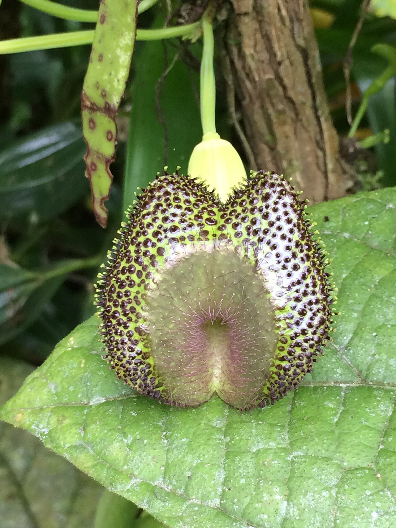 Aristolochia lagesiana: Aristolochia lagesiana