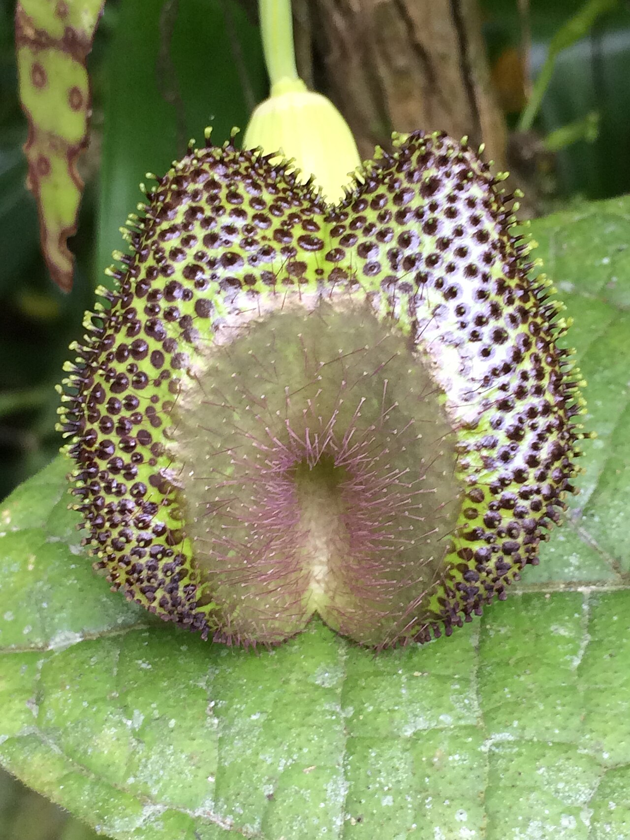 Aristolochia lagesiana: Aristolochia lagesiana