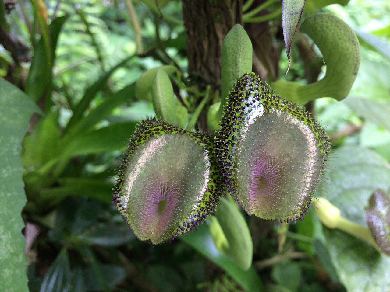 Aristolochia lagesiana: Aristolochia lagesiana