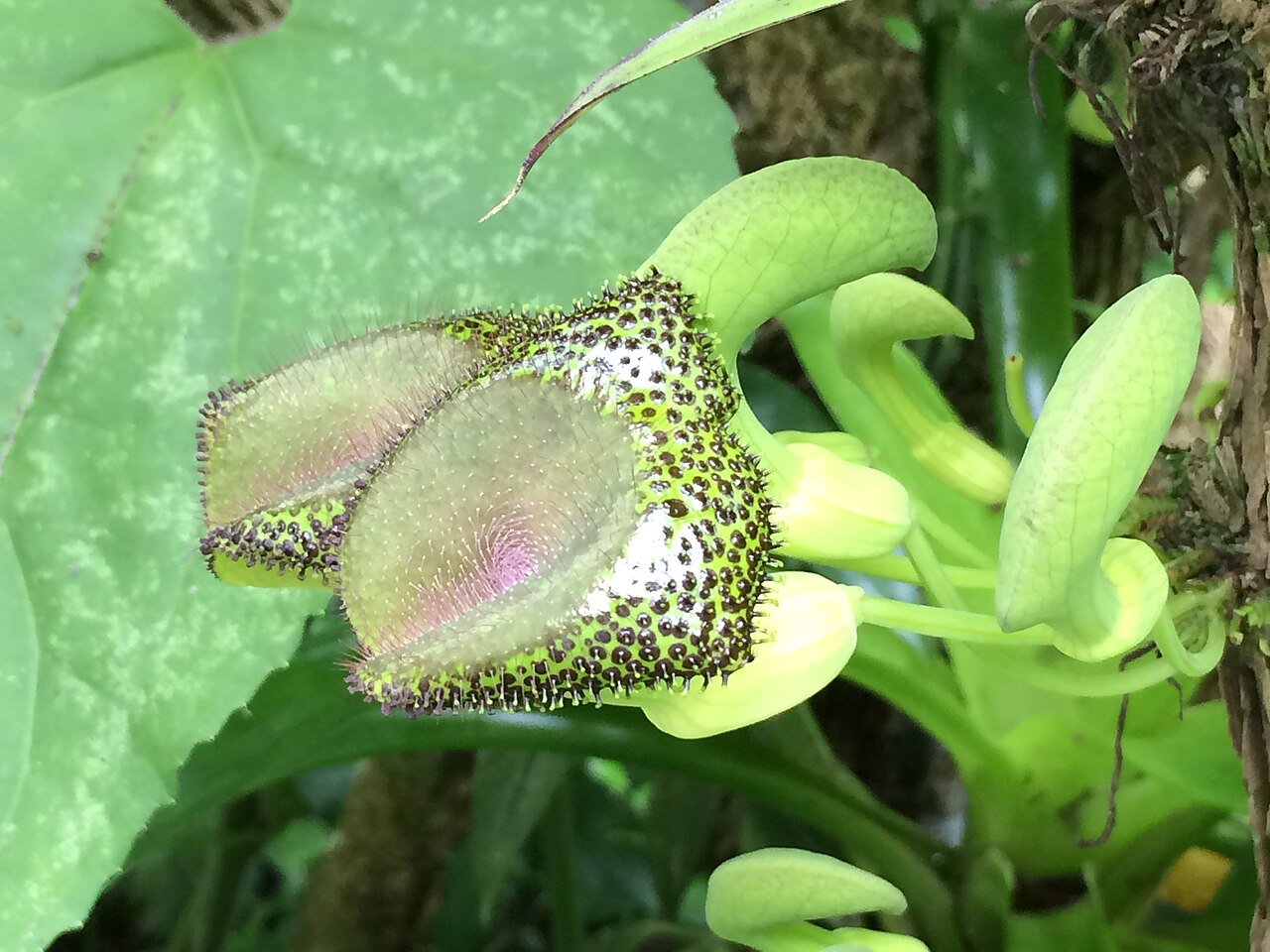 Aristolochia lagesiana: Aristolochia lagesiana