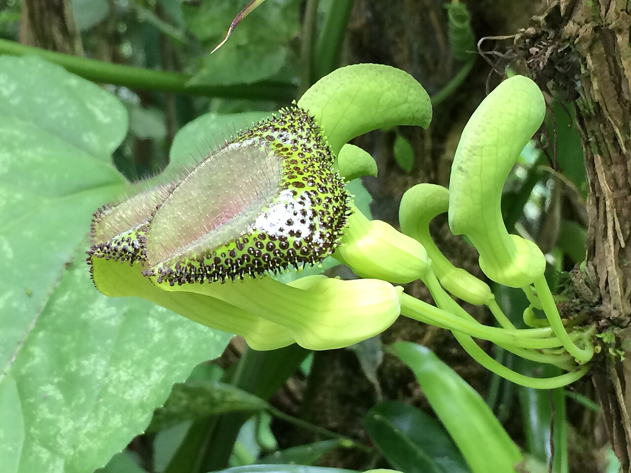 Aristolochia lagesiana: Aristolochia lagesiana