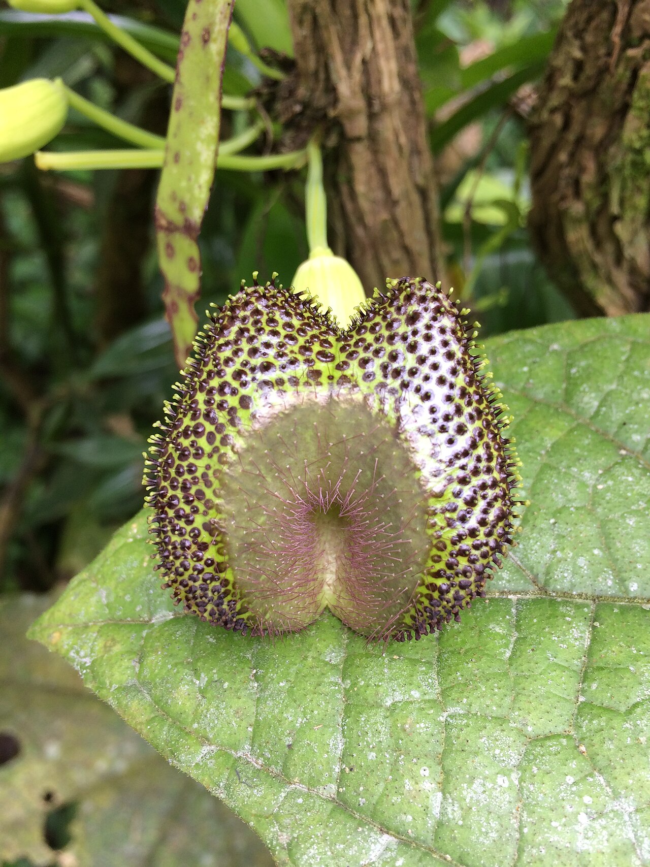 Aristolochia lagesiana: Aristolochia lagesiana