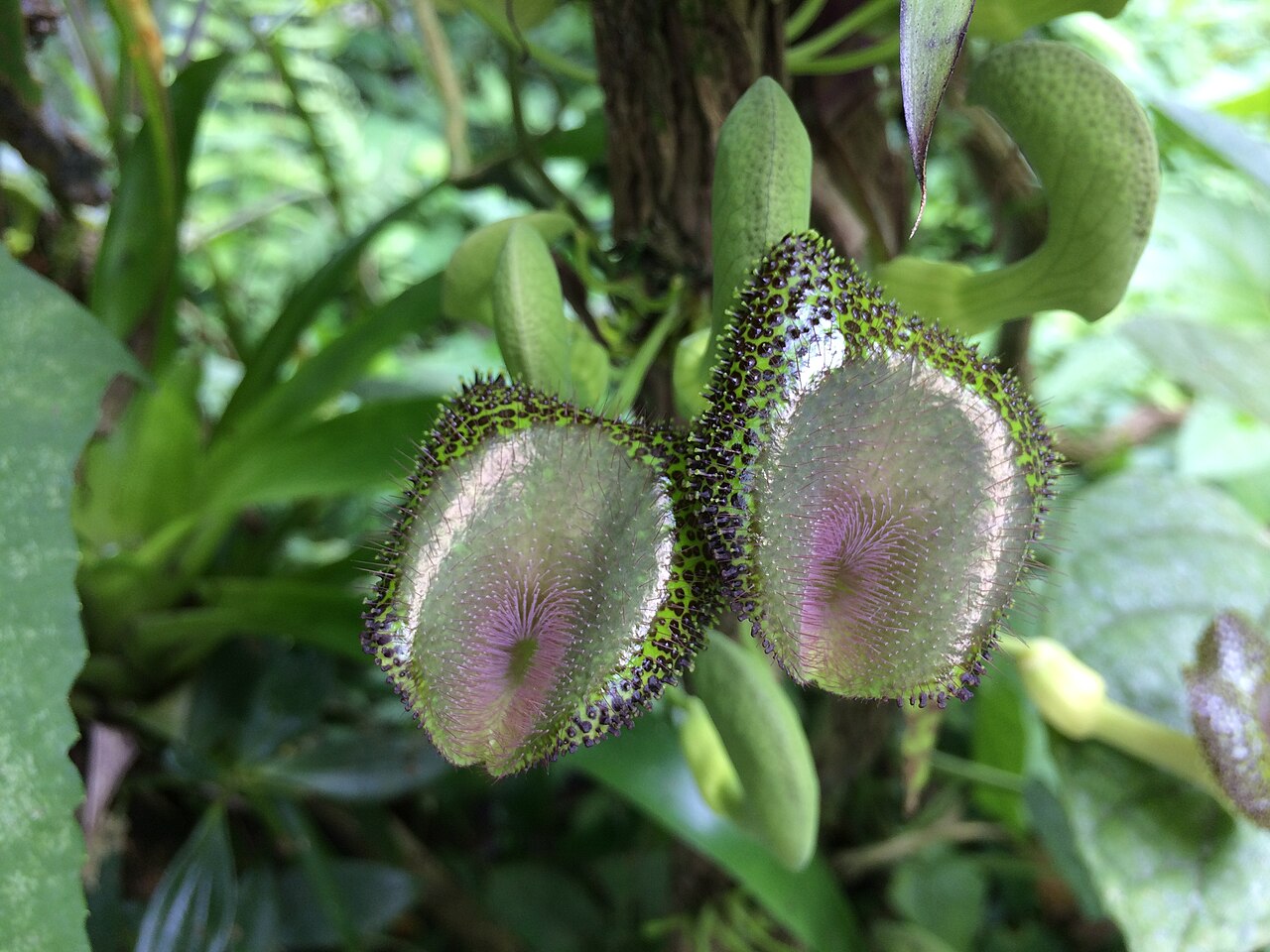 Aristolochia lagesiana: Aristolochia lagesiana