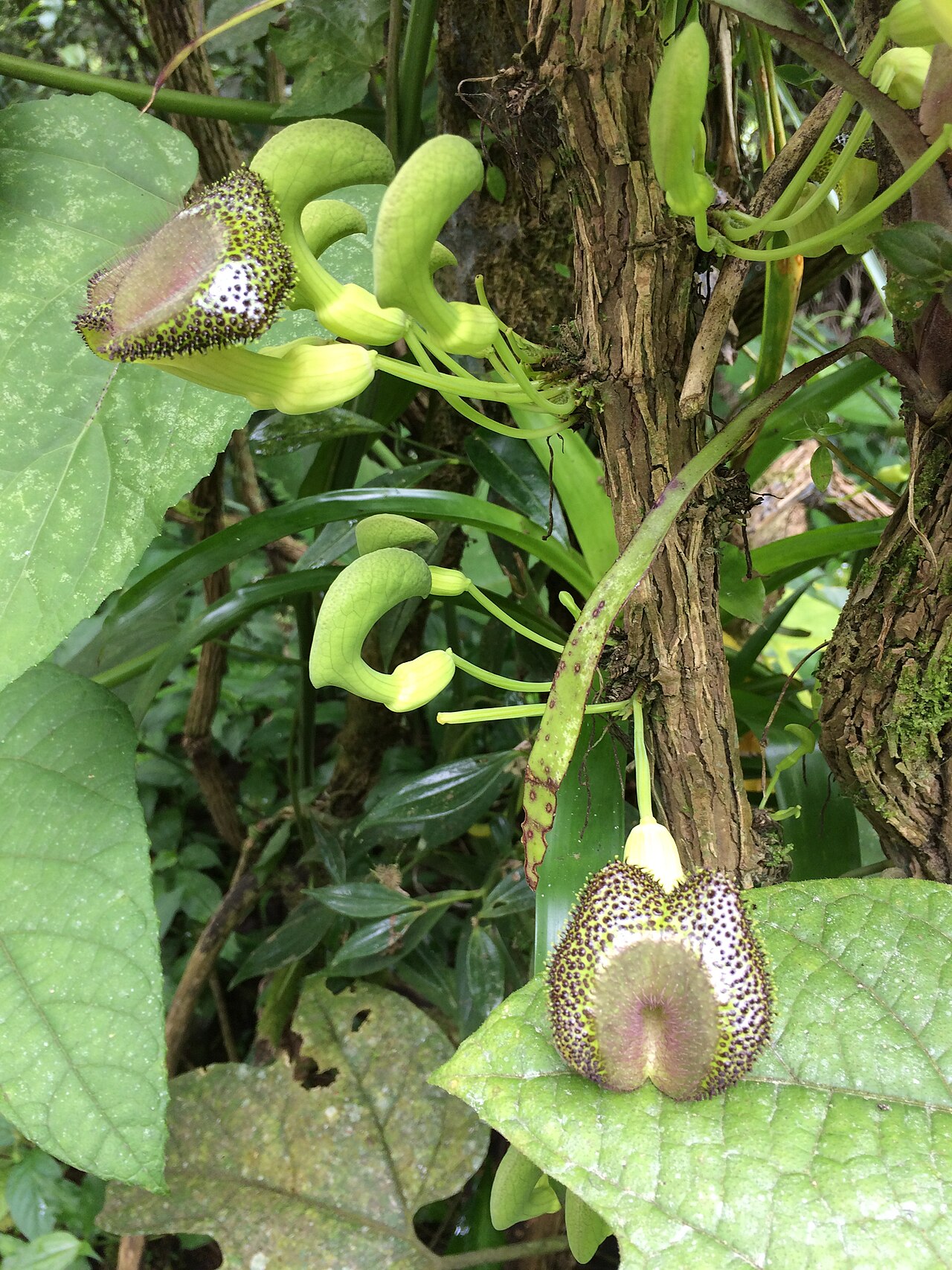 Aristolochia lagesiana: Aristolochia lagesiana
