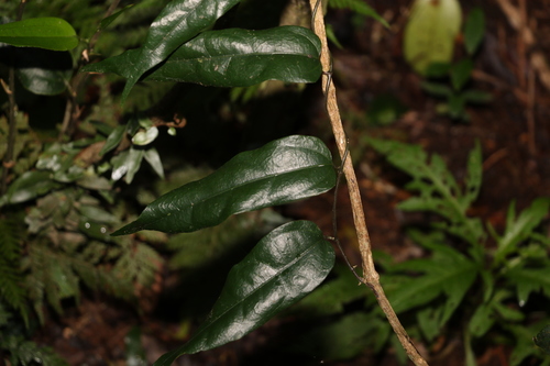 Aristolochia laheyana (Aristolochia laheyana)