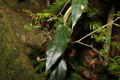 Aristolochia laheyana (Aristolochia laheyana)