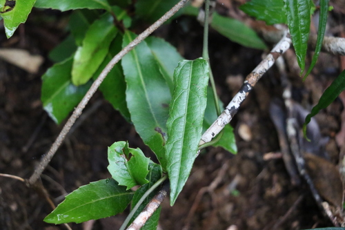 Aristolochia laheyana (Aristolochia laheyana)