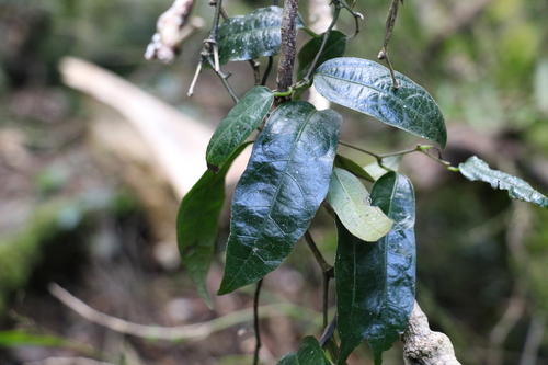 Aristolochia laheyana (Aristolochia laheyana)
