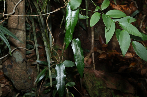 Aristolochia laheyana (Aristolochia laheyana)