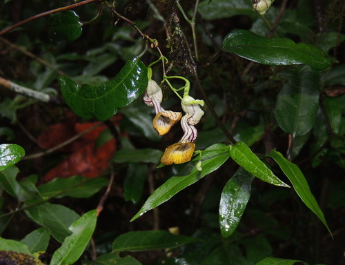 Aristolochia laheyana (Aristolochia laheyana)