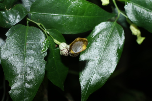 Aristolochia laheyana (Aristolochia laheyana)