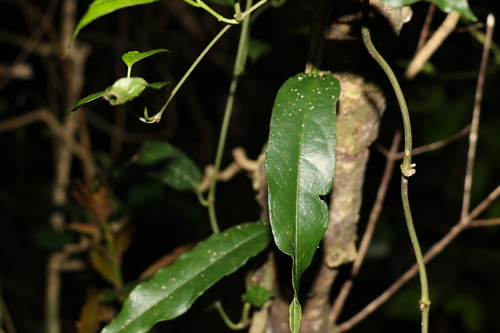 Aristolochia laheyana (Aristolochia laheyana)