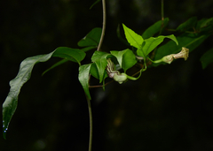 Aristolochia laheyana (Aristolochia laheyana)