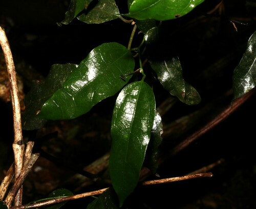 Aristolochia laheyana (Aristolochia laheyana)