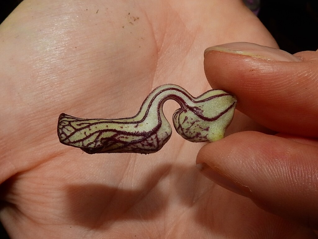 Aristolochia laheyana (Aristolochia laheyana)