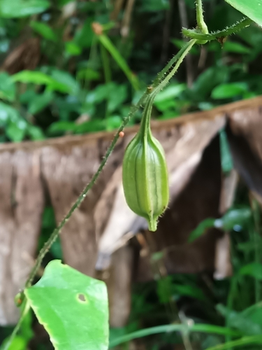 Aristolochia leprieurii (Aristolochia leprieurii)