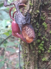 Aristolochia leuconeura (Aristolochia leuconeura)