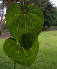 Aristolochia leuconeura (Aristolochia leuconeura)