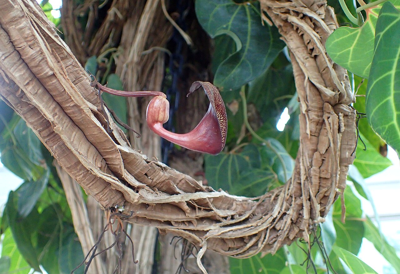 Aristolochia leuconeura: Aristolochia leuconeura at the New York Botanical Garden