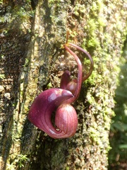 Aristolochia leuconeura (Aristolochia leuconeura)