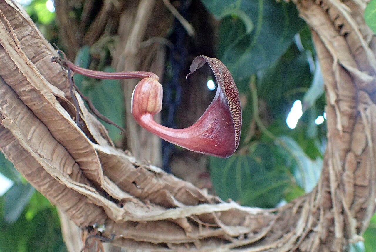Aristolochia leuconeura: Aristolochia leuconeura at the New York Botanical Garden