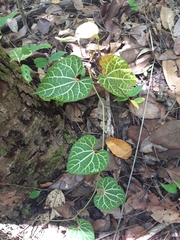 Aristolochia leuconeura (Aristolochia leuconeura)