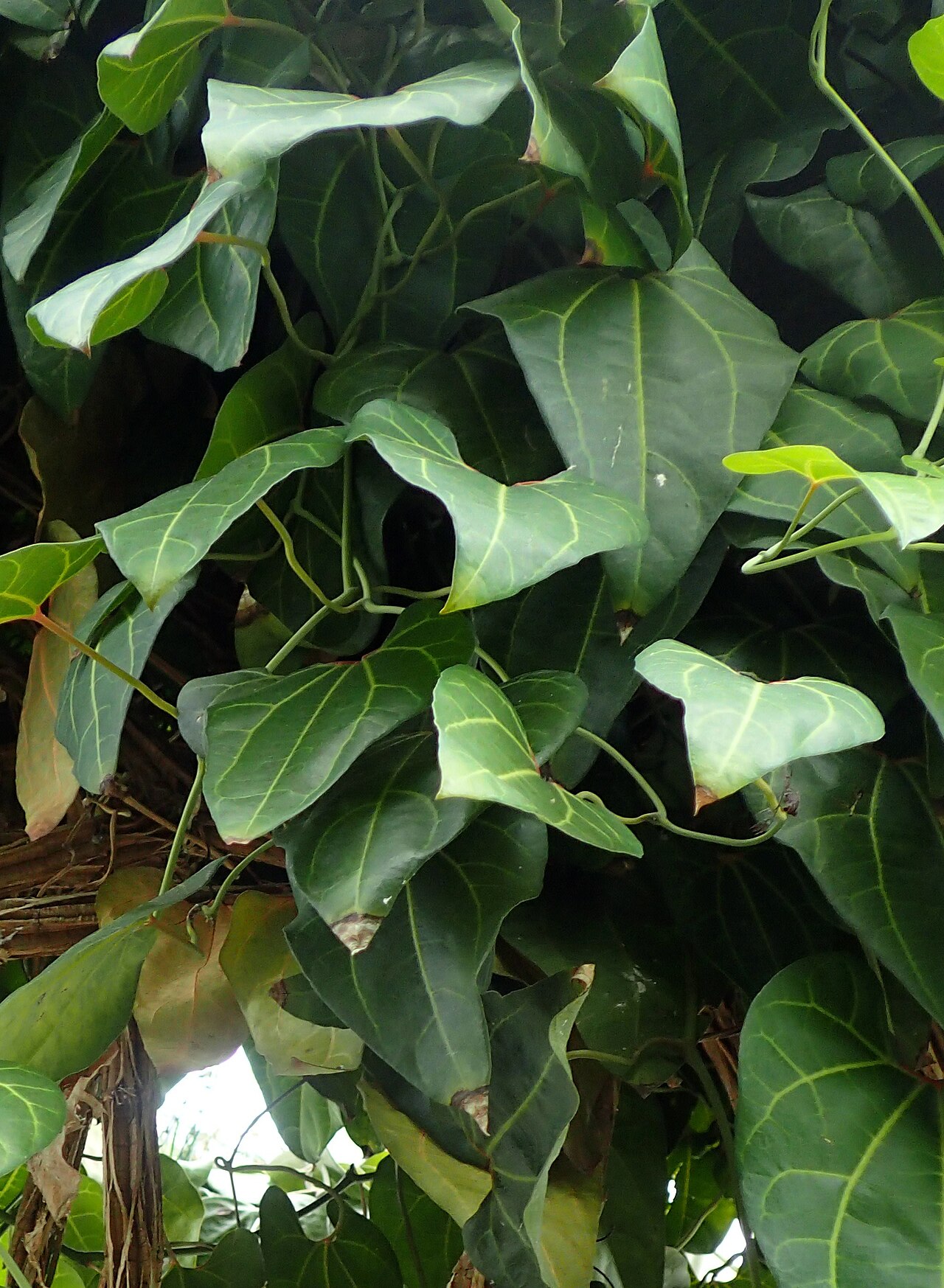 Aristolochia leuconeura: Aristolochia leuconeura at the New York Botanical Garden