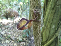 Aristolochia leuconeura (Aristolochia leuconeura)