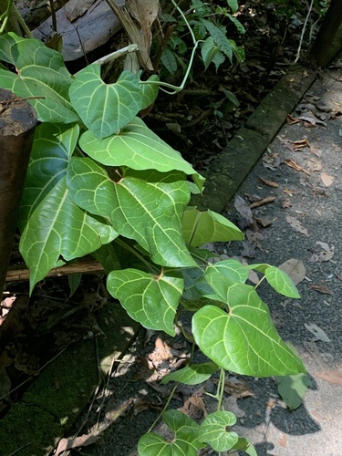 Aristolochia leuconeura (Aristolochia leuconeura)