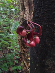 Aristolochia leuconeura (Aristolochia leuconeura)