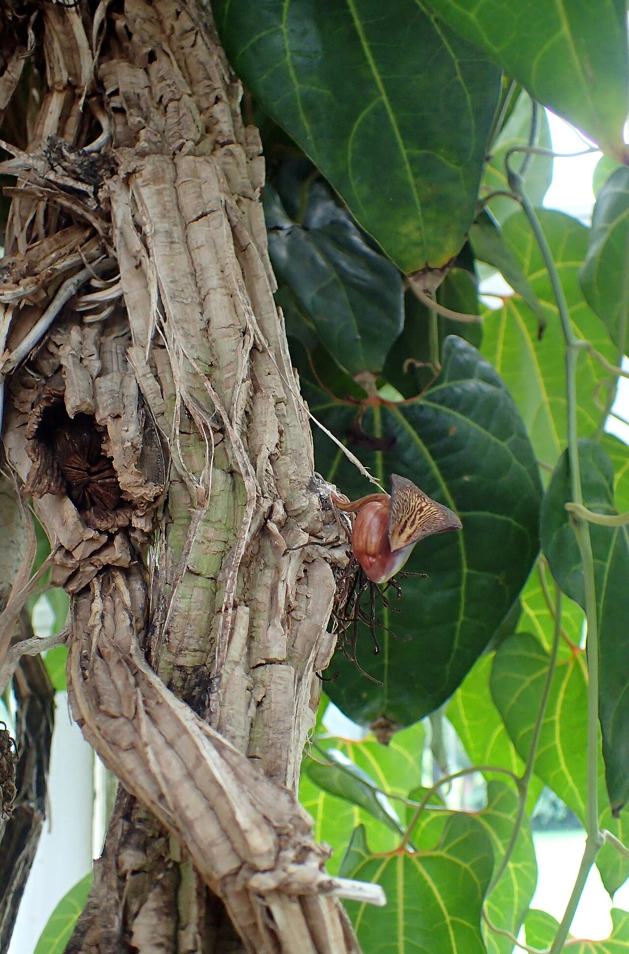 Aristolochia leuconeura: Aristolochia leuconeura at the New York Botanical Garden