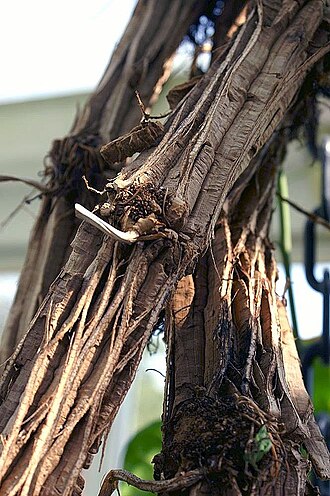 Aristolochia leuconeura: Location taken: the New York Botanical Garden. Names: Aristolochia leuconeura Linden, Aristolochi Classification: Plantae > Magnoliophyta > Magnoliopsida > Pipe