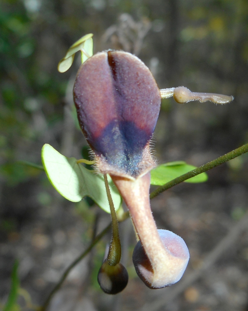 Aristolochia lindeniana (Aristolochia lindeniana)