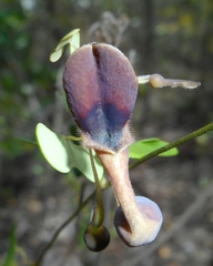 Aristolochia lindeniana (Aristolochia lindeniana)