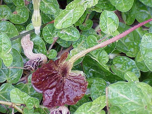 Aristolochia lindneri: Species : Aristolochia lindneri Family : Aristolochiaceae Image No. 2