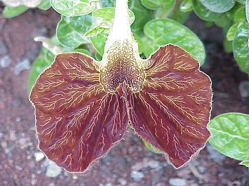 Aristolochia lindneri: Species : Aristolochia lindneri Family : Aristolochiaceae Image No. 6