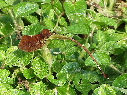 Aristolochia lindneri: Species : Aristolochia lindneri Family : Aristolochiaceae Image No. 8