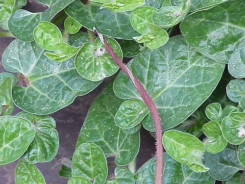 Aristolochia lindneri: Species : Aristolochia lindneri Family : Aristolochiaceae Image No. 4
