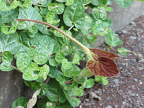 Aristolochia lindneri: Species : Aristolochia lindneri Family : Aristolochiaceae Image No. 7