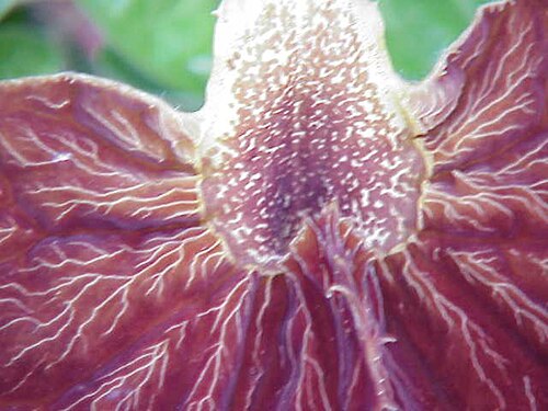 Aristolochia lindneri: Species : Aristolochia lindneri Family : Aristolochiaceae Image No. 3