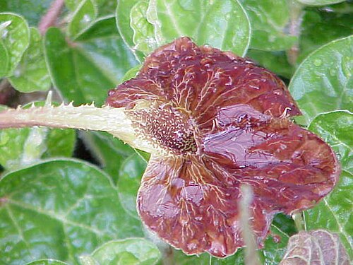 Aristolochia lindneri: Species : Aristolochia lindneri Family : Aristolochiaceae Image No. 1