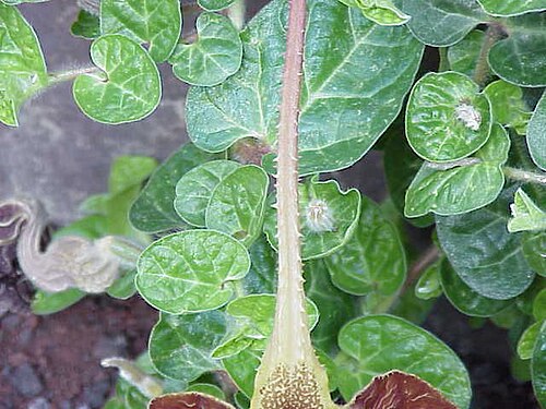 Aristolochia lindneri: Species : Aristolochia lindneri Family : Aristolochiaceae Image No. 5