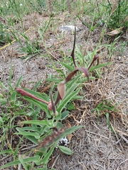 Aristolochia lingua (Aristolochia lingua)