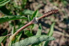 Aristolochia lingua (Aristolochia lingua)